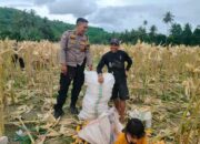 Demi Stok Pangan Nasional, Polsek Lembar Ajak Petani Salurkan Jagung Varietas NK ke Bulog