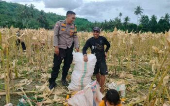 Demi Stok Pangan Nasional, Polsek Lembar Ajak Petani Salurkan Jagung Varietas NK ke Bulog