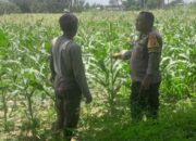 Ketahanan Pangan, Polri Sambangi Petani Jagung Lombok Barat