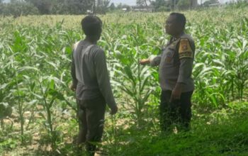 Ketahanan Pangan, Polri Sambangi Petani Jagung Lombok Barat