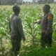 Ketahanan Pangan, Polri Sambangi Petani Jagung Lombok Barat