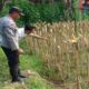 Sinergi Polri dan Petani Jaga Stok Pangan di Lombok Barat