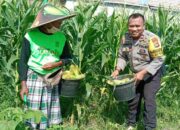 Sinergi Polri dan Petani Perkuat Ketahanan Pangan NTB