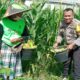 Strategi Polsek Labuapi Wujudkan Kemandirian Pangan