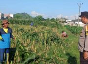 Bhabinkamtibmas Labuapi Turun ke Ladang Motivasi Petani